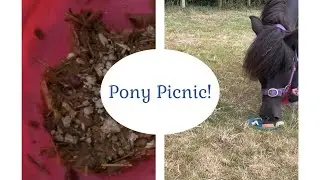 Pony Picnic | My ponies & me