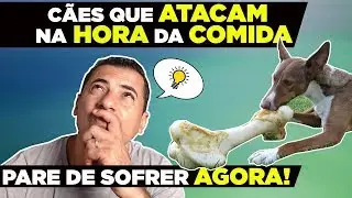 ELE ATACA NA HORA DA COMIDA - O QUE FAZER?