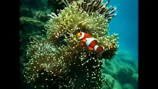 Underwater Magic &ndash; Stunning Rare Fish & Crystal Waters | Ocean Relaxation in 4K | Aquatic Wonders