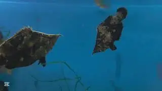 Peces hoja cazando 