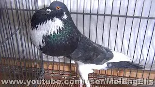 Best of Pigeons Boulants ( pattes lisses) - Kr&ouml;pfer - Gozzuto - Buch&oacute;n - Kropper - Pouter