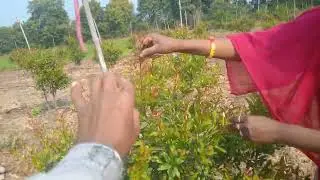 9#आज हम अनार की कटिंग कर रहे हैं#prmogrant plant vlogs viral trick my farm vlogs tricks #farming #🍒