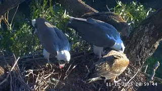 Strong wind. Family dinner on the nest /11-11-2025/ Sea-EagleCAM