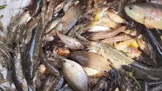 best hand net fishing | traditional cast net fishing in village | smart fishing life