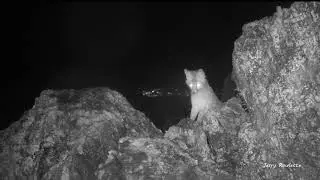 Very young gray foxes in the rain