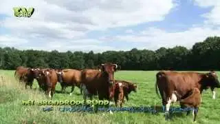 Deep red cattle - Brandrode runderen - koeien & kalfjes in de wei