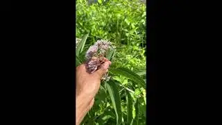 Who Is the Flora? Meet Will Nelson and Joe Pye Weed
