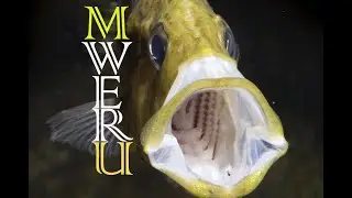 Cichlids of LAKE MWERU : Serranochromis + Orthochromis + Pseudocrenilabrus ! NEW CICHLID 12-16