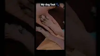 #tamilcinema #movie #love #dogshorts #pets #simran #kannathilmuthamittal #subscribemychannel