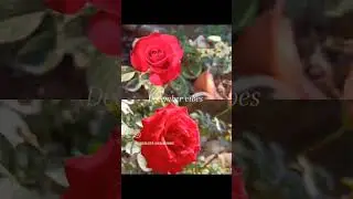 Rose flowering#shorts #rose #beforeandafter #trending #viral #flowers #reels #growth #bloom