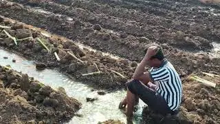 Finally completed suger cane plantation ✅