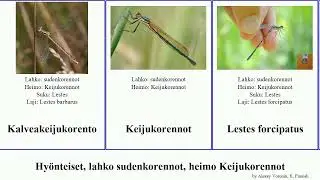 Hy&ouml;nteiset, lahko sudenkorennot, heimo Keijukorennot insect grandis inaequalis Lestes Platylestes