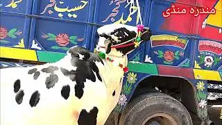 Mandra Mandi Latest Update| Mandra Mandi update| Mandra Mandi today 