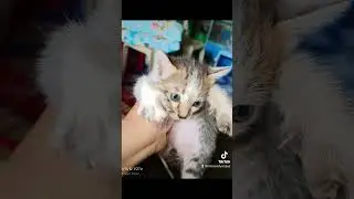 Isang beses ko lang nahawakan. kamusta kana kaya ming? #cat #catworld  #catvideos #catshorts