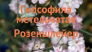 Гипсофила метельчатая Розеншлейер (rosenmeier) 🌿 обзор: как сажать, саженцы гипсофилы Розеншлейер