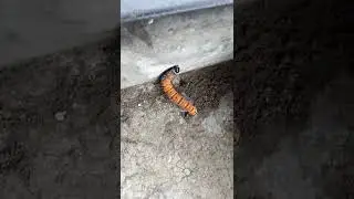 EXTRA&Ntilde;A ORUGA. SABES C&Oacute;MO SE LLAMA???