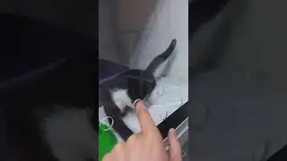 K&ouml;r kedi sahiplendik