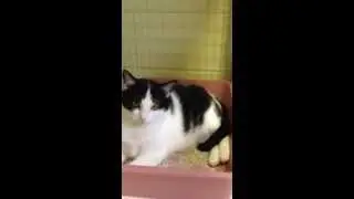Pet Pal Animal Shelter's Open Space Cat Room