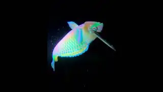 Parrot Fish Spearfishing catch🐟