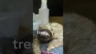 The smile of the #sloth           #shorts
