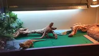How I clean my bearded dragon&rsquo;s enclosure!