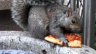 Squirrel Pizza at the CN Tower