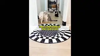 A Fun Experiment to Test Her Cat&rsquo;s IQ 😺🧠🎯