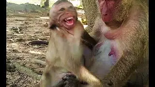 Spoil monkey cry cry loudly never stop coz mom monkey not allow it to get milk