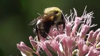 Rusty patched bumblebee pollinating a Joe Pye Weed blossom filmed w/ Panasonic HC-V180
