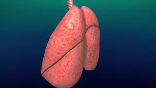 Sharecare VR /Квест в виртуальной реальности. Каталог игр MirVr. Игра в виртуальной реальности.
