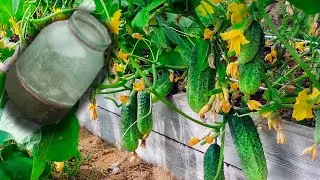 1 ЛИТР ПОД ОГУРЦЫ И ОГУРЦЫ ЗАСЫПЯТ УРОЖАЕМ И НЕ БУДЕТ БОЛЕЗНЕЙ!