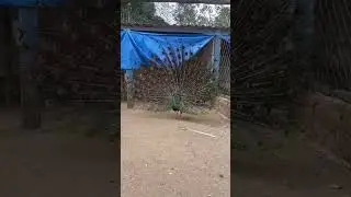 pav&atilde;o verde