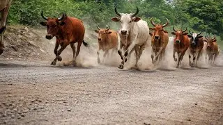 recording a herd of cows walking home through a forest road and there is sound