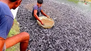 Impact of Pelleted Feeds on the health of commercially important Hybrid Catfish in ponds
