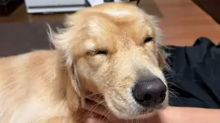 【あれ、巨大化した…？】お風呂でお利口すぎたゴールデンレトリバーのドンちゃんをドライヤーしたらふわふわの「巨大綿あめ」になりましたｗ