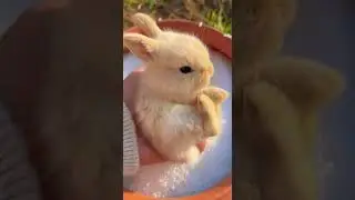 A cute pearl rabbit, cute pet debut plan, watch this adorable fluffball hop #pets #rabbit #cute