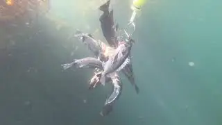 Spearfishing with my new 90cm Spearos Mafia Speargun | Rockfish | Cabezon | Perch