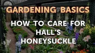 How to Care for Hall's Honeysuckle