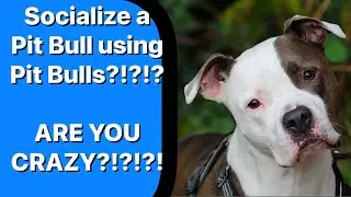 Socializing Dog Aggressive Pit Bull using Pit bulls.  -Anthony's K-9 Services