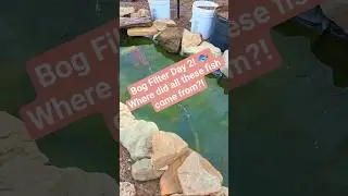 Bog Filter Day 2! 🐟 Where did all these fish come from?! #Shorts #PondLife #DIY
