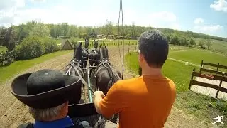 Hungary: Equestrian Show