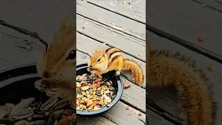 #nature #little #chipmunk feeding time so cute 🐿 😍 ☺️ 😋 🥜🐿