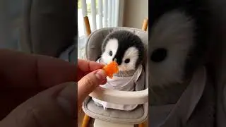 #CutePets #FunnyPetVideos #ViralPets #PetShorts #AdorableAnimals #TrendingPets #FurryF #SubscribeNow