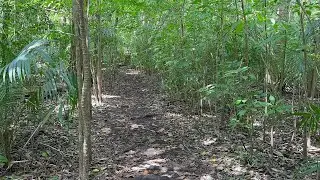 ஜோஸானி சதுப்பு நில காடு * Jozani Mangrove Forest * Zanzibar Tanzania 