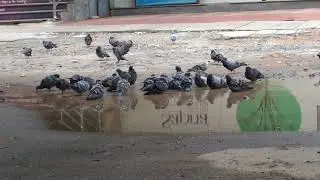 #pigeon #dove #sapnabook #birdsbath