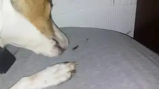 Dog Vs Click Beetle