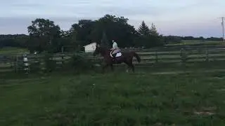 Thoroughbred Makeover Flat Video