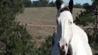 Imagine A Place | Medicine Hattie | Sponsor Mustang