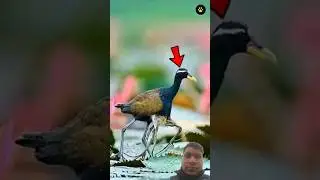 ❌tin aise pakchi jinka ❌ak pair dekta hai lekin inke do ❌paer hote hai#❌