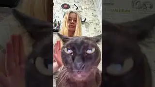 Cats vs Humans 🤣🤣 #funny #catvideos #catshorts #cat